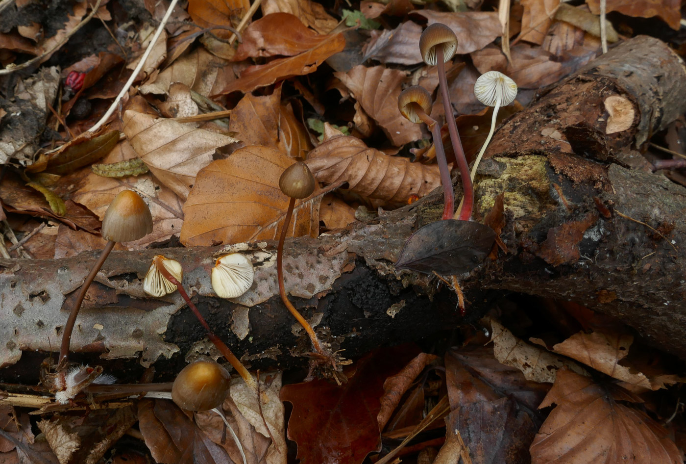 Photo © Jackie Ewan Mycena crocata by Jackie Ewan